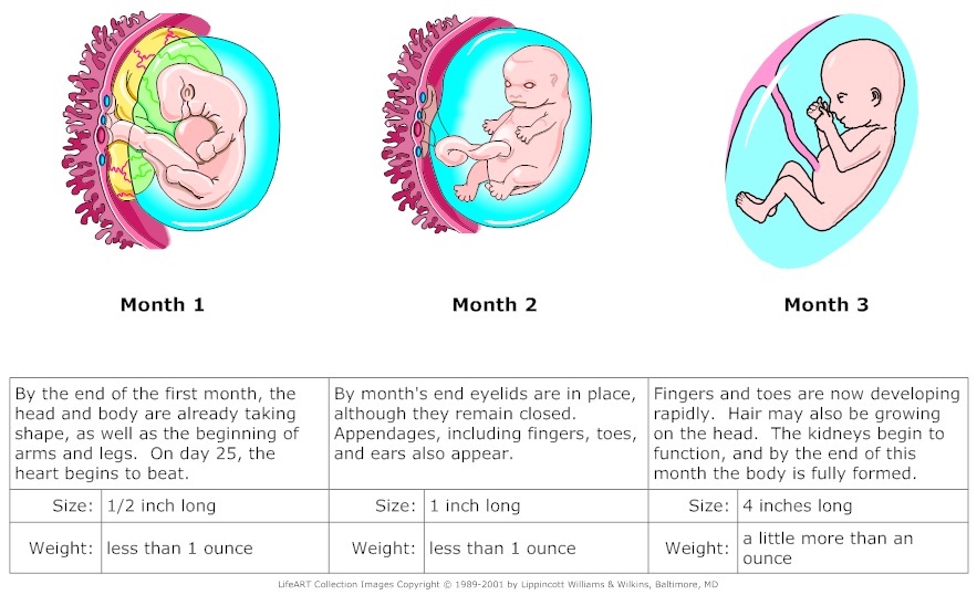 Pregnant Woman Body Diagram