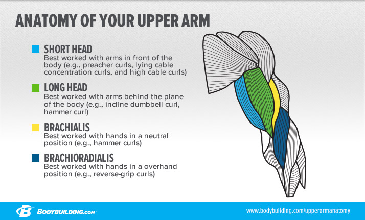 bicep curls vs drag curls