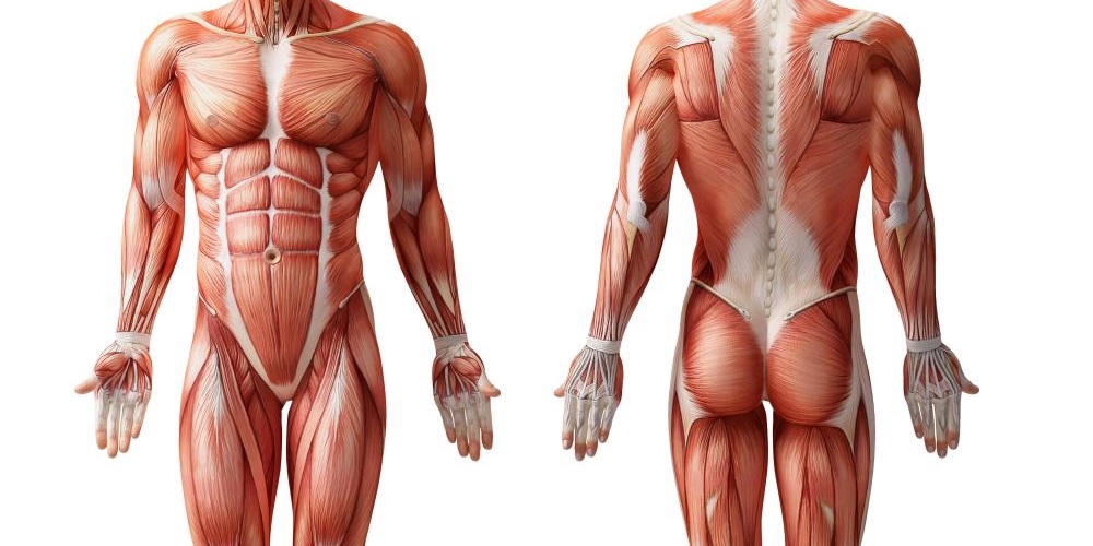 Image showing the human body muscle structure