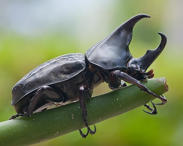 hercules rhinoceros beetle lifting